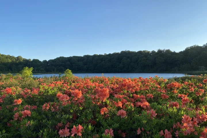 大沼自然探勝路